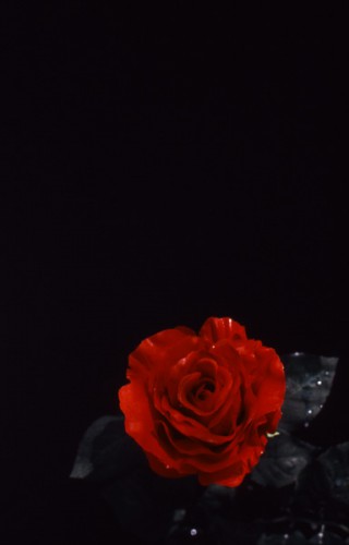 ZERO Stageのアイコンのモチーフである濡れた薔薇
